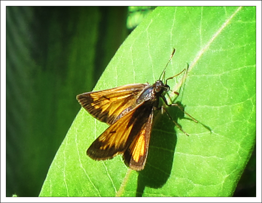 Butterflies of the Adirondack Mountains: Hobomok Skipper (Poanes hobomok) in the Paul Smiths VIC Native Species Butterfly House (9 June 2012)